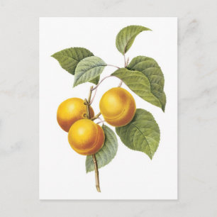 Carte Postale Illustration botanique Apricot-Peach