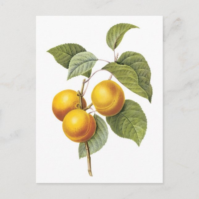 Carte Postale Illustration botanique Apricot-Peach (Devant)