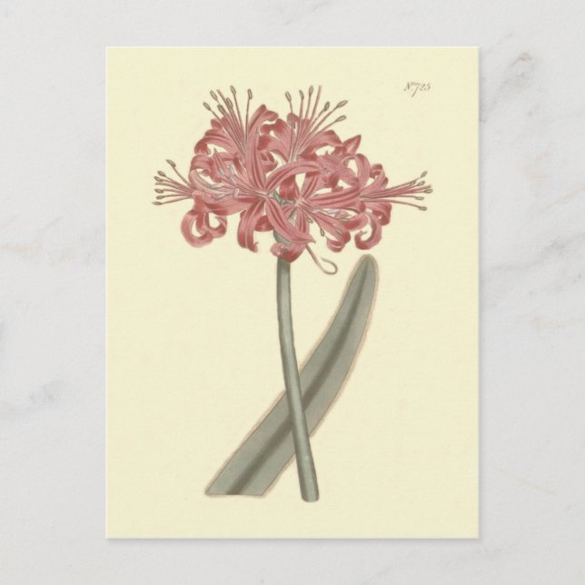 Carte Postale Illustration botanique d'Amaryllis à feuilles glau (Devant)