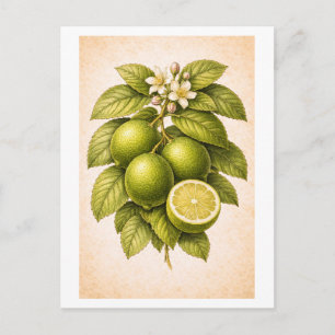 Carte Postale Illustration botanique de citron vert de style vin