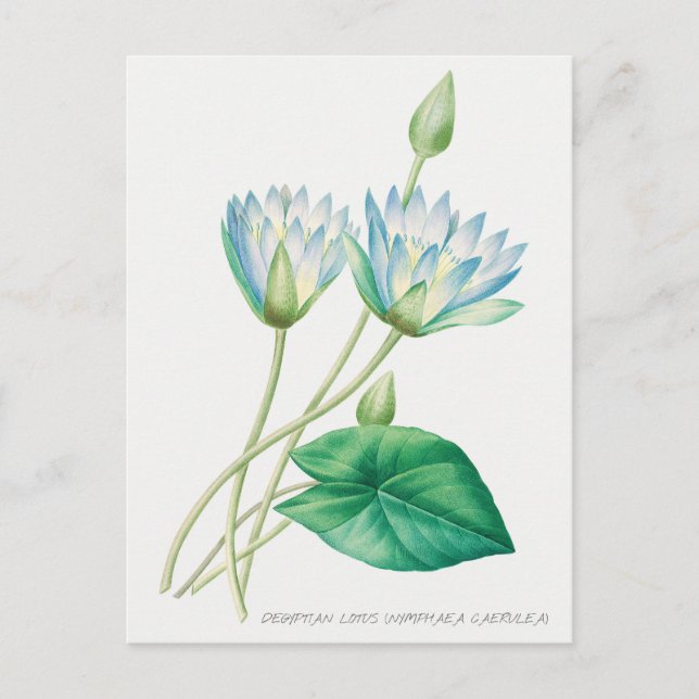 Carte Postale Illustration botanique de fleur de lotus bleu pâle (Devant)