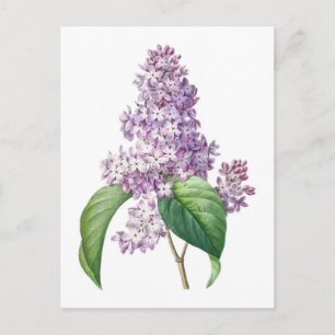 Carte Postale Illustration botanique de fleurs de lilas par Redo
