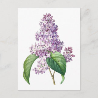 Carte Postale Illustration botanique de fleurs de lilas par Redo