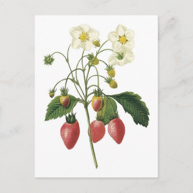 Carte Postale Illustration botanique de fraise (Devant)