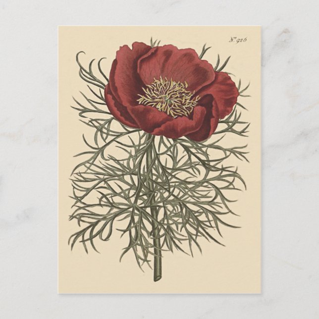 Carte Postale Illustration botanique de la pivoine à feuilles fi (Devant)