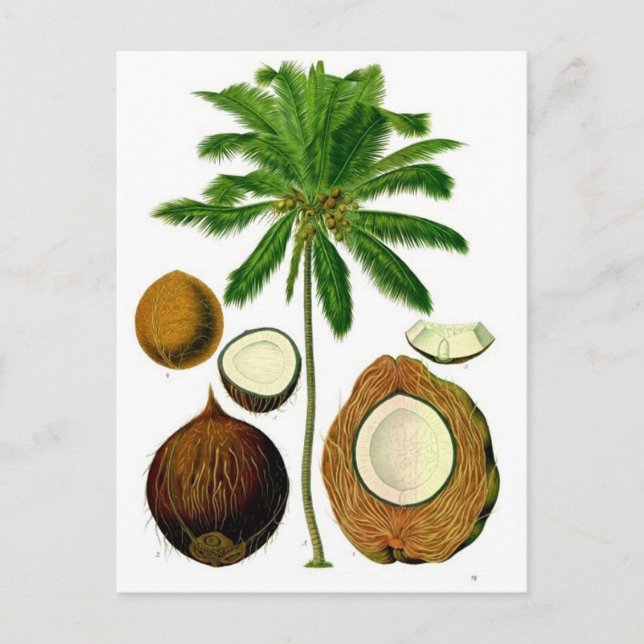 Carte Postale Illustration botanique de l'arbre à coco (Devant)
