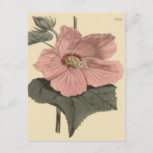 Carte Postale Illustration botanique de l'Hibiscus des marais