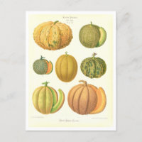 Illustration botanique de Melons à partir du catal
