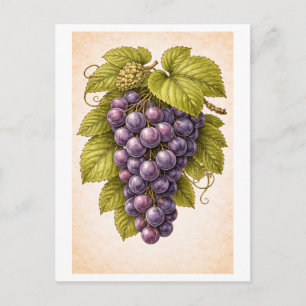 Carte Postale Illustration botanique de raisins de style vintage