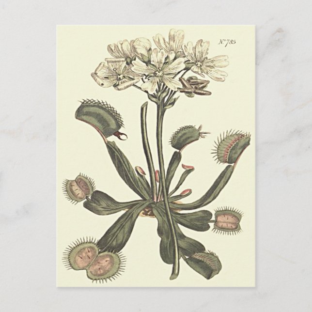 Carte Postale Illustration botanique de Vénus Flytrap (Devant)
