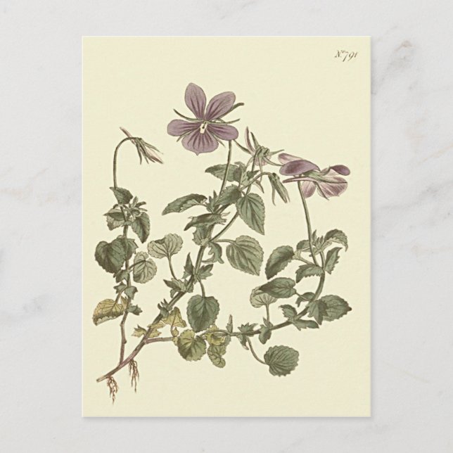 Carte Postale Illustration botanique de violet à cornes (Devant)