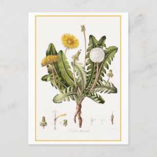Carte Postale Illustration botanique du Dandelion vintage