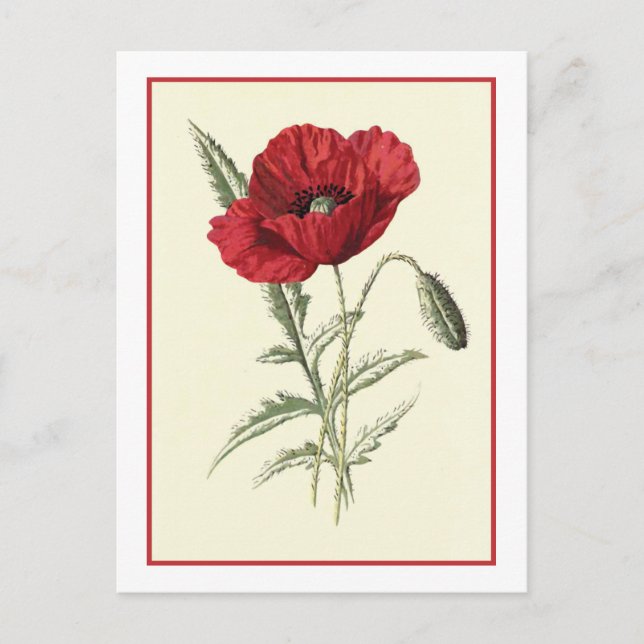 Carte Postale Illustration botanique du "pavot commun" (Devant)