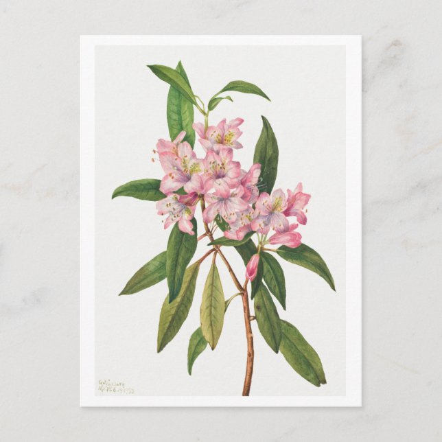 Carte Postale Illustration botanique du Rhododendron rose (Devant)