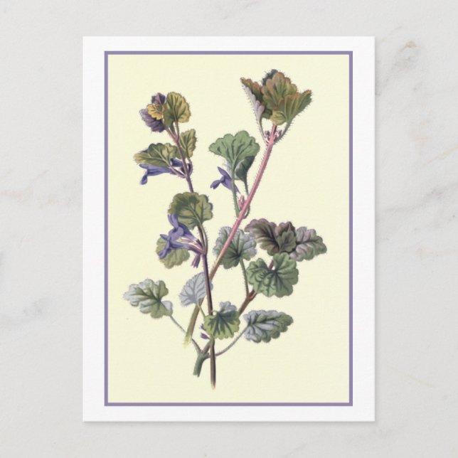 Carte Postale Illustration botanique "Ground Ivy" (Devant)