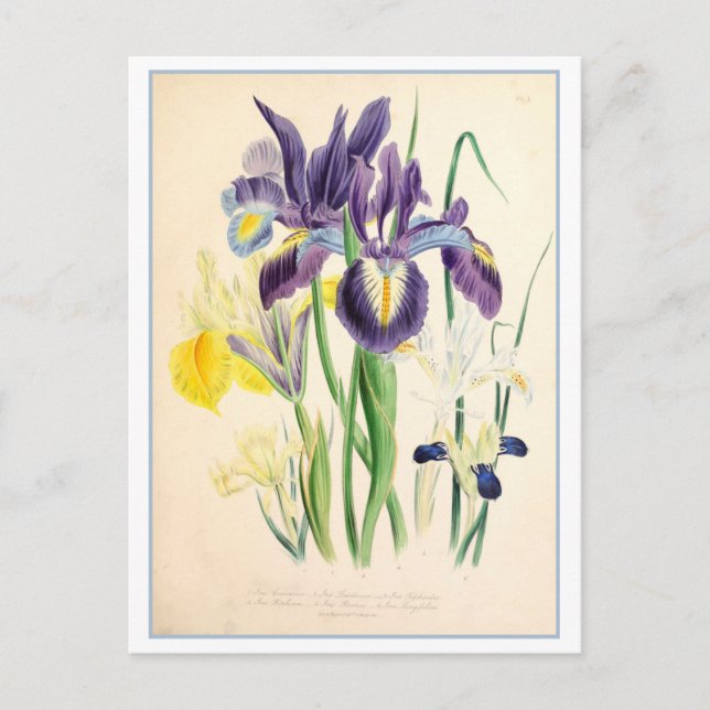 Carte Postale Illustration botanique Iris Vintage (Devant)