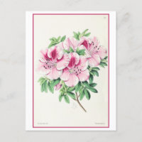 Illustration botanique rose azalée Vintage
