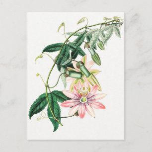Carte Postale Illustration botanique vintage