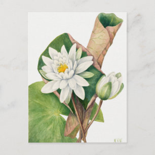 Carte Postale Illustration botanique vintage