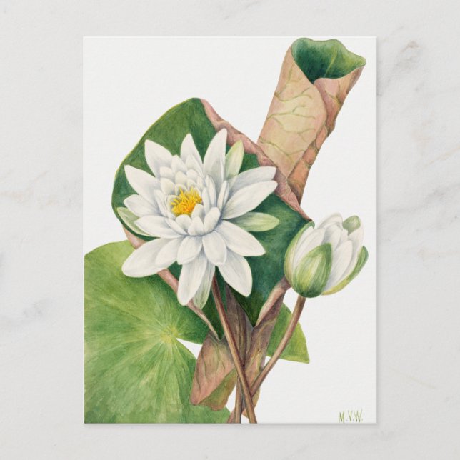 Carte Postale Illustration botanique vintage (Devant)