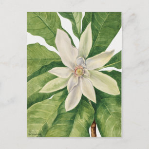 Carte Postale Illustration botanique vintage