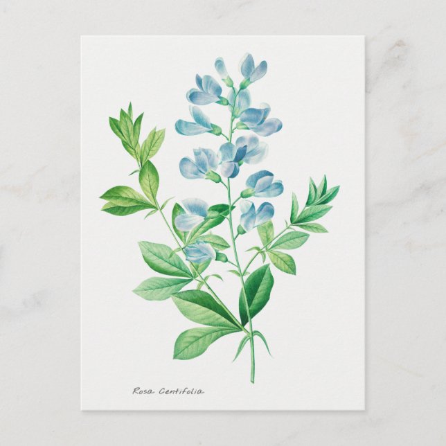 Carte Postale Illustration botanique vintage (Devant)