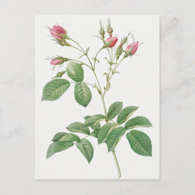 Carte Postale Illustration botanique vintage (Devant)
