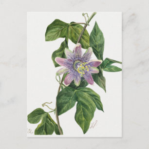 Carte Postale Illustration botanique vintage