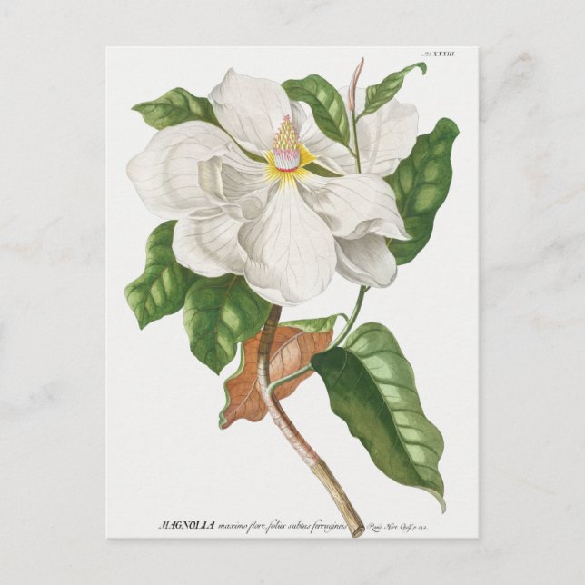 Carte Postale Illustration botanique vintage (Devant)