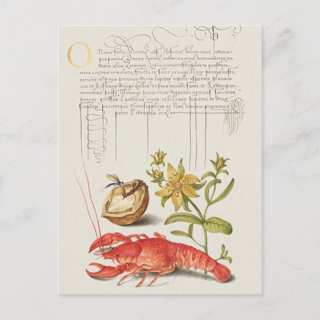 Carte Postale Illustration botanique vintage (Devant)