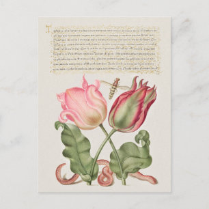 Carte Postale Illustration botanique vintage