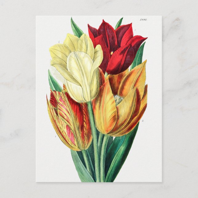 Carte Postale Illustration botanique vintage (Devant)