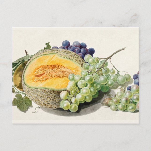 Carte Postale Illustration botanique vintage (Devant)