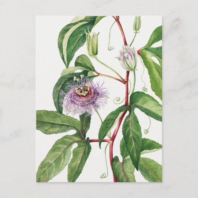 Carte Postale Illustration botanique vintage (Devant)