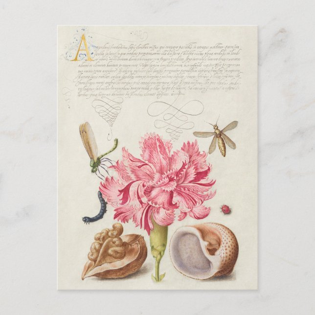 Carte Postale Illustration botanique vintage (Devant)