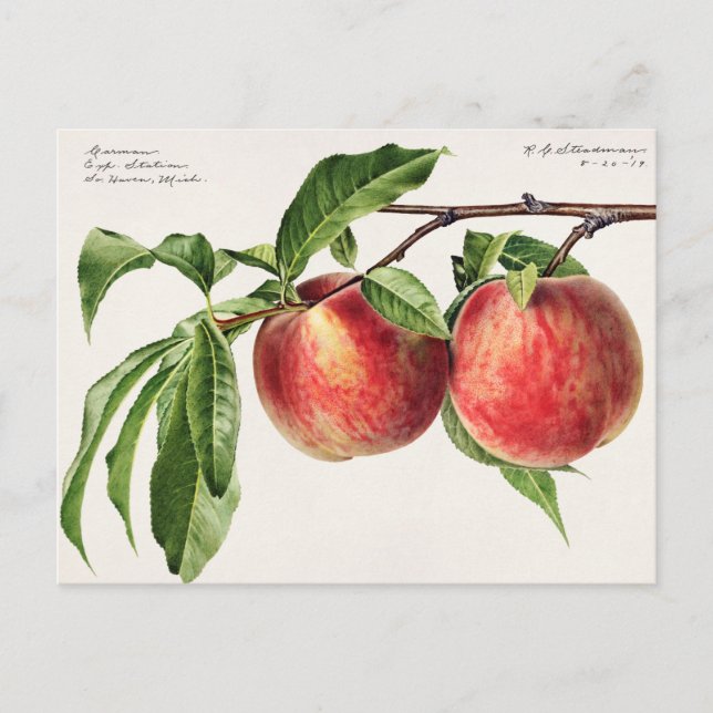 Carte Postale Illustration botanique vintage (Devant)