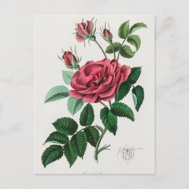 Carte Postale Illustration botanique vintage (Devant)