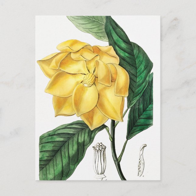 Carte Postale Illustration botanique vintage (Devant)