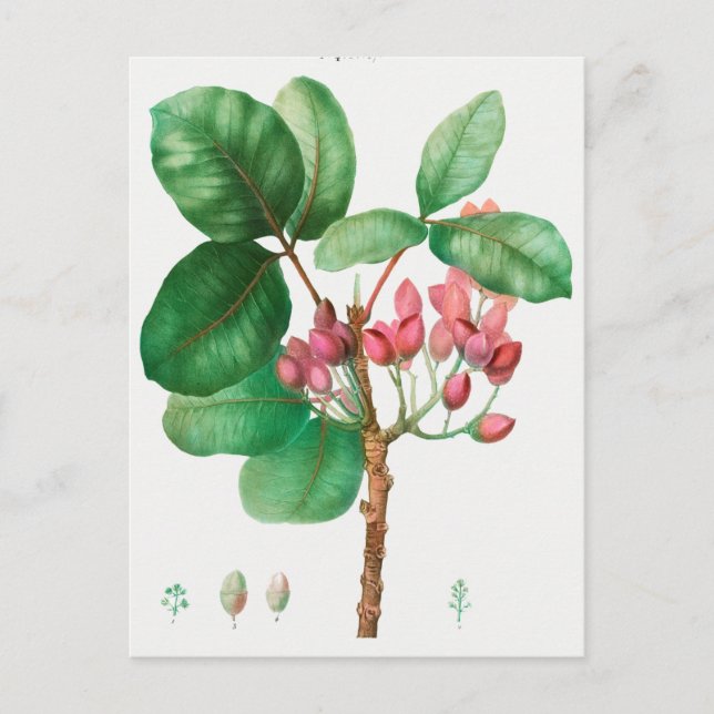 Carte Postale Illustration botanique vintage (Devant)