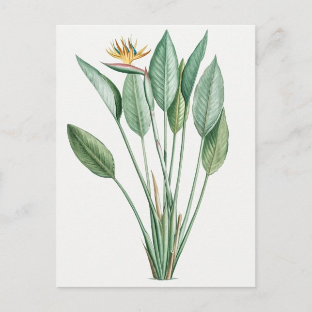 Carte Postale Illustration botanique vintage (Devant)