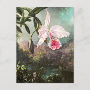 Carte Postale Illustration botanique vintage