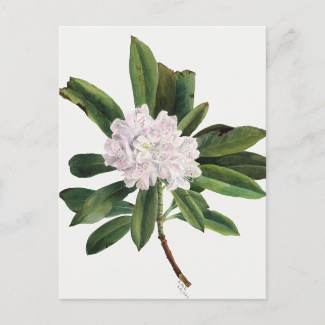 Carte Postale Illustration botanique vintage (Devant)