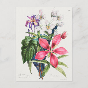 Carte Postale Illustration botanique vintage