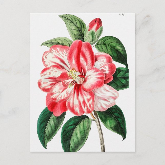Carte Postale Illustration botanique vintage (Devant)