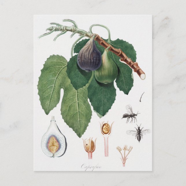 Carte Postale Illustration botanique vintage (Devant)