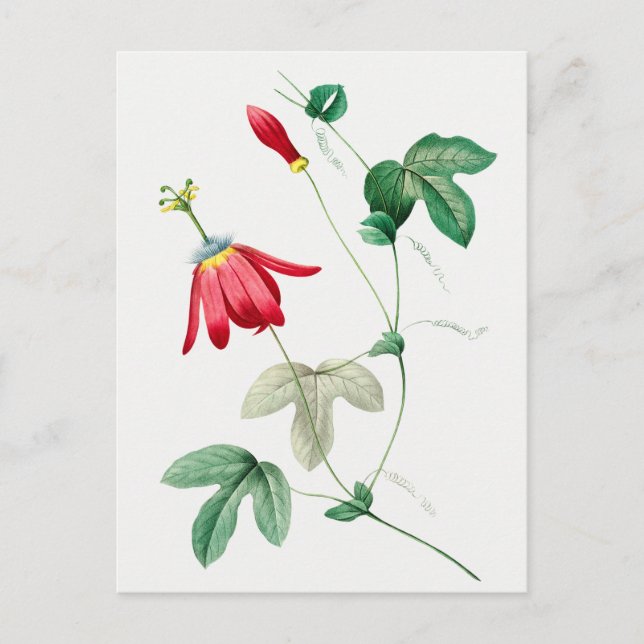 Carte Postale Illustration botanique vintage (Devant)