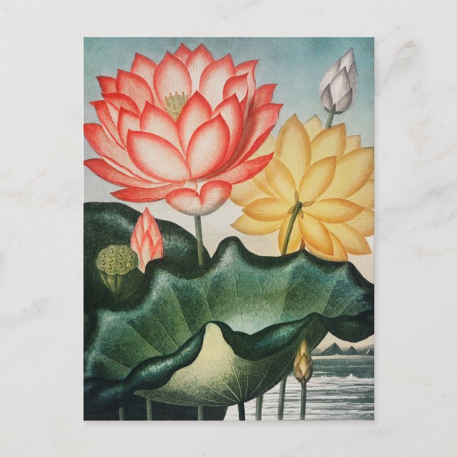 Carte Postale Illustration botanique vintage (Devant)