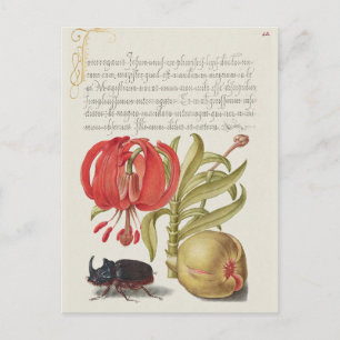 Carte Postale Illustration botanique vintage