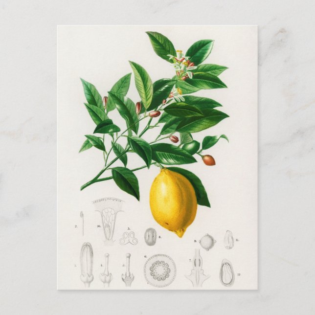 Carte Postale Illustration botanique vintage (Devant)