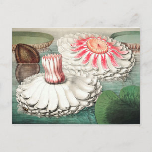 Carte Postale Illustration botanique vintage